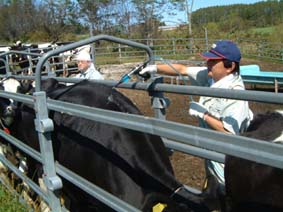 北海道|旭川市営牧場
