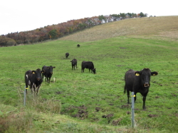 鳥取県|公益財団法人鳥取県畜産振興協会大山放牧場俵原牧野