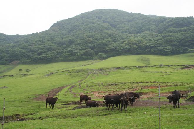鹿児島県|青木牧場