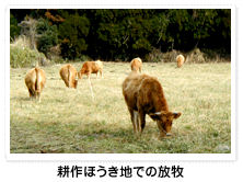 耕作ほうき地での放牧