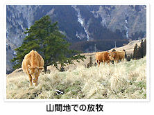 山間地での放牧