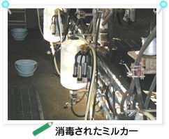 ���ł��ꂽ�~���J�[