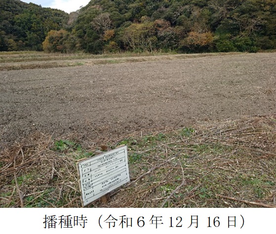 イタリアンライグラス+エンバク|はやまき18+たちあかね