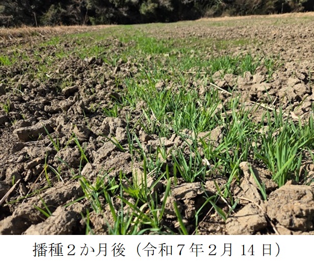 イタリアンライグラス+エンバク|はやまき18+たちあかね