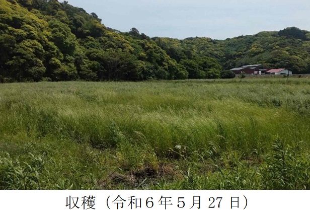 イタリアンライグラス+エンバク|はやまき18+たちあかね