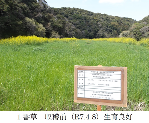 イタリアンライグラス+エンバク|Kyushu 1+たちあかね