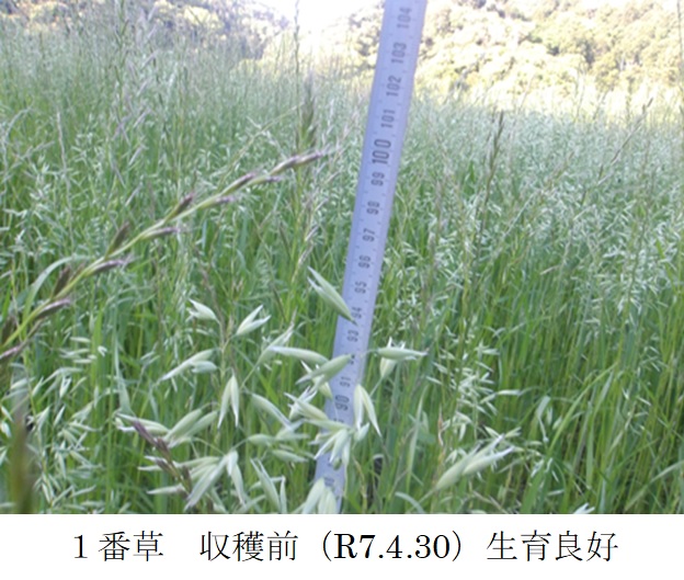 イタリアンライグラス+エンバク|Kyushu 1+たちあかね