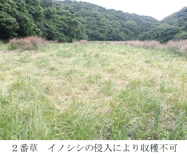 イタリアンライグラス+エンバク|Kyushu 1+たちあかね