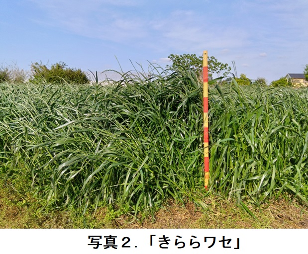 イタリアンライグラス|きららワセ