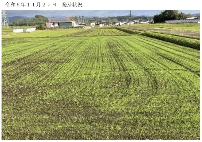 イタリアンライグラス|はやまき18