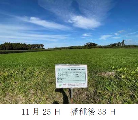 イタリアンライグラス|きららワセ