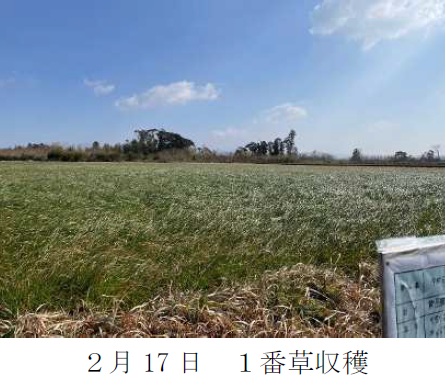 イタリアンライグラス|きららワセ