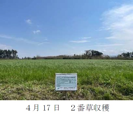 イタリアンライグラス|きららワセ