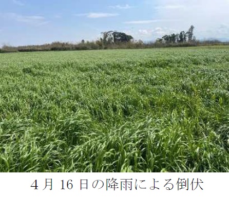 イタリアンライグラス|きららワセ