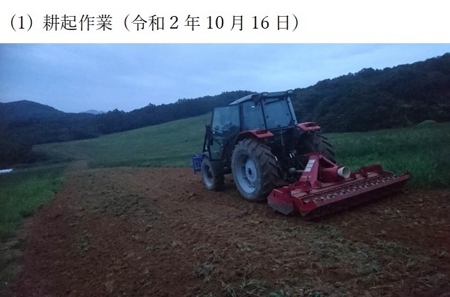 フェストロリウム|那系1号