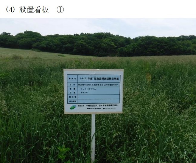 フェストロリウム|那系1号