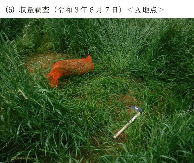 フェストロリウム|那系1号