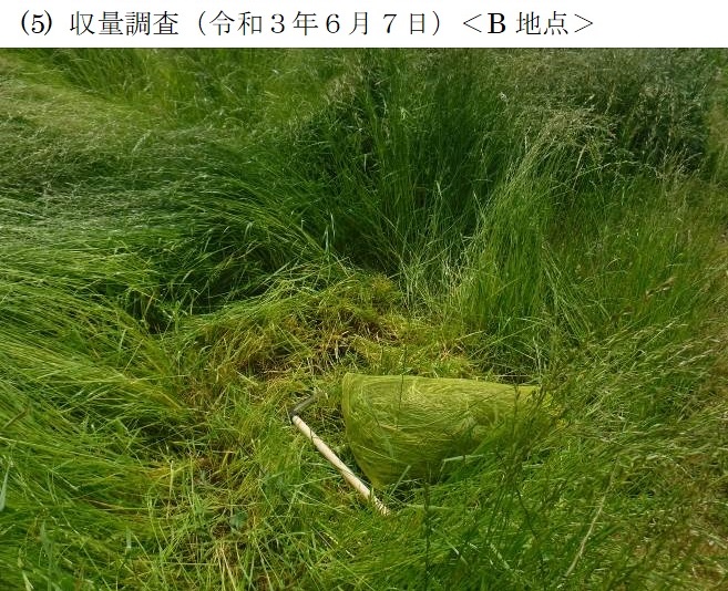 フェストロリウム|那系1号