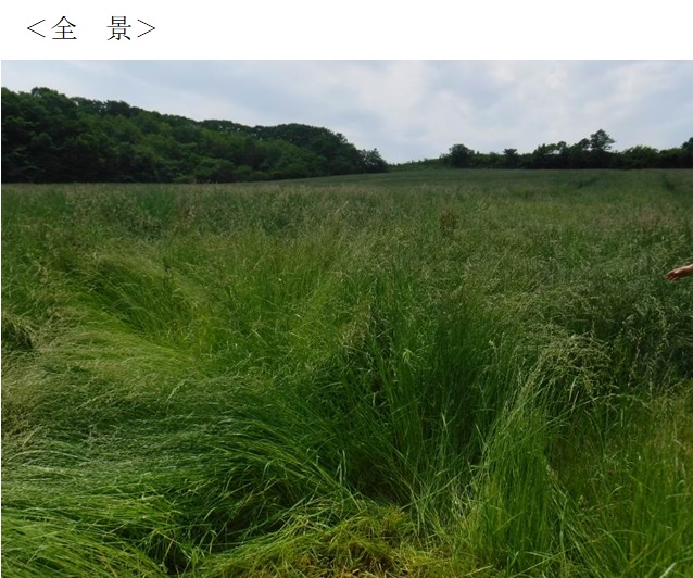 フェストロリウム|那系1号