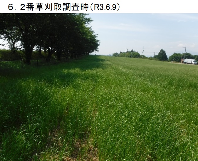 イタリアンライグラス|はやまき18