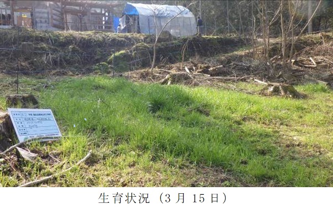 イタリアンライグラス|きららワセ