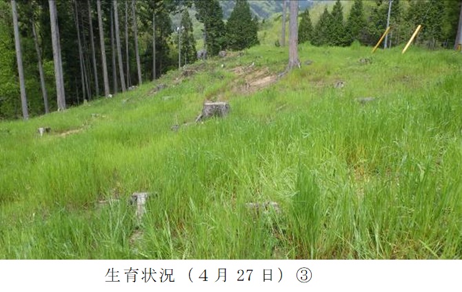 イタリアンライグラス|きららワセ