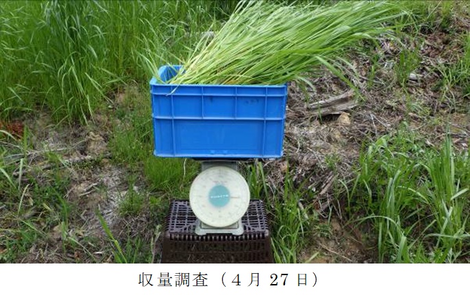 イタリアンライグラス|きららワセ