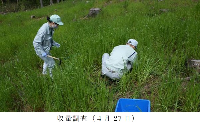 イタリアンライグラス|きららワセ