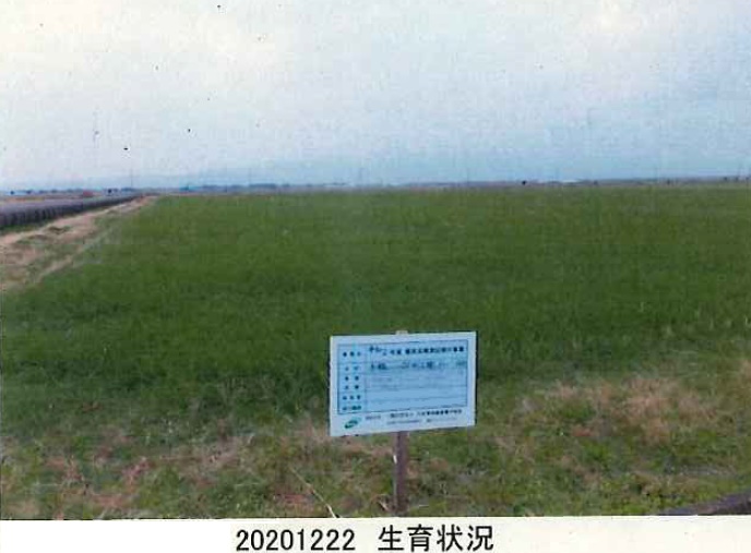 イタリアンライグラス|Kyushu1+きららワセ