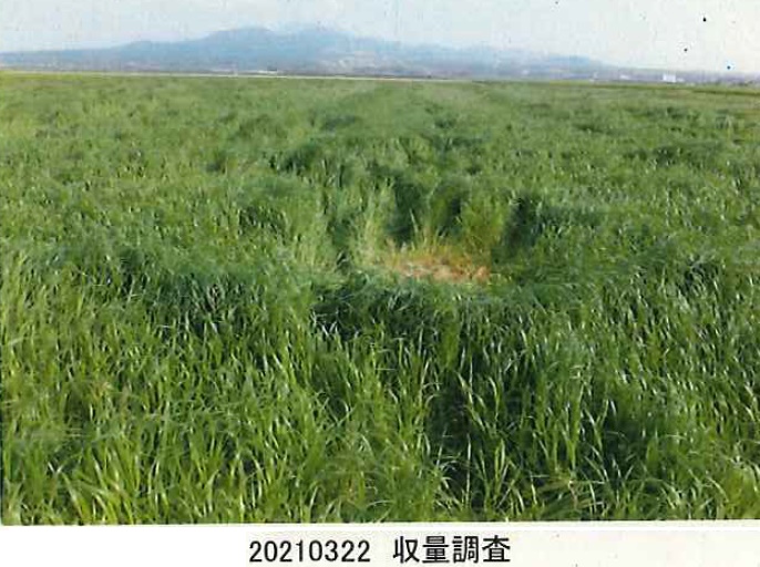 イタリアンライグラス|Kyushu1+きららワセ