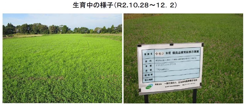 イタリアンライグラス|Kyushu1