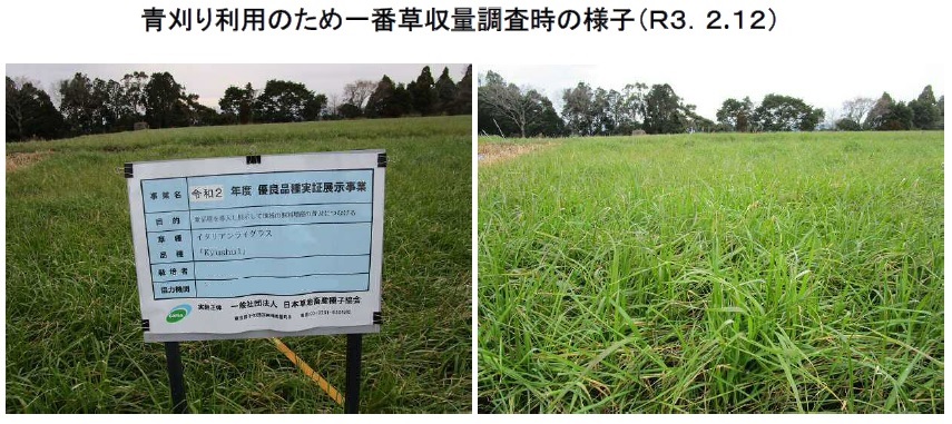 イタリアンライグラス|Kyushu1