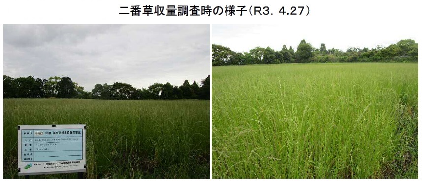 イタリアンライグラス|Kyushu1