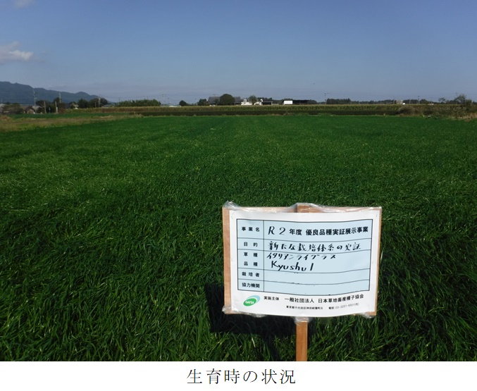 イタリアンライグラス|Kyushu1