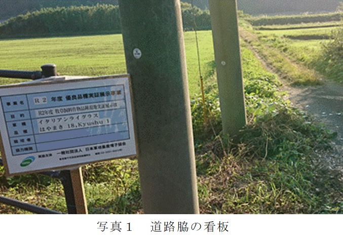 イタリアンライグラス|Kyushu1