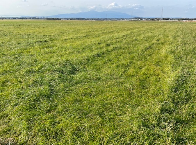 イタリアンライグラス|Kyushu1