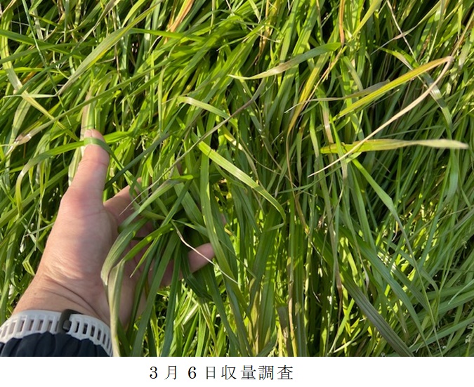 イタリアンライグラス|Kyushu1