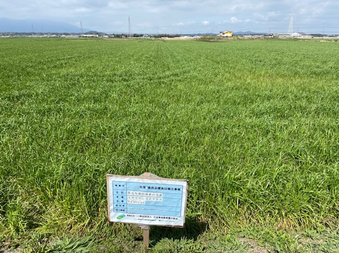 イタリアンライグラス|Kyushu1