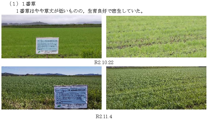 イタリアンライグラス+エンバク|はやまき18+たちあかね