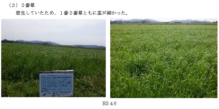 イタリアンライグラス+エンバク|はやまき18+たちあかね