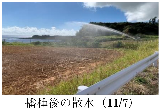 エンバク+イタリアンライグラス|たちあかね+Kyushu1