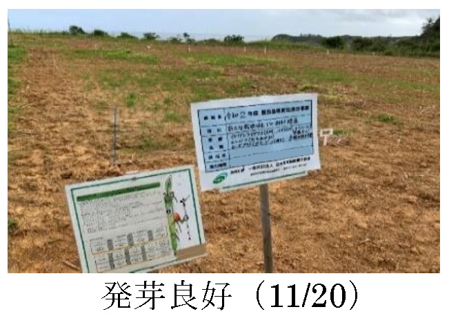 エンバク+イタリアンライグラス|たちあかね+きららワセ