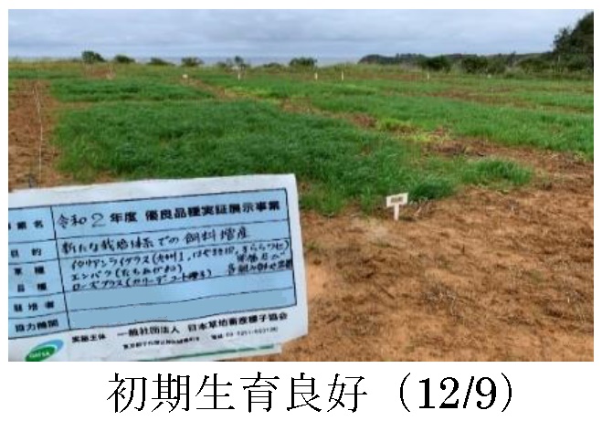 エンバク+イタリアンライグラス|たちあかね+きららワセ