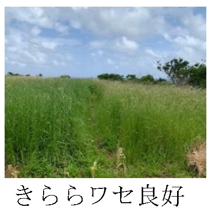 エンバク+イタリアンライグラス|たちあかね+きららワセ