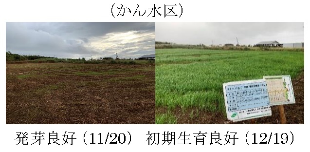 エンバク+イタリアンライグラス|たちあかね+はやまき18