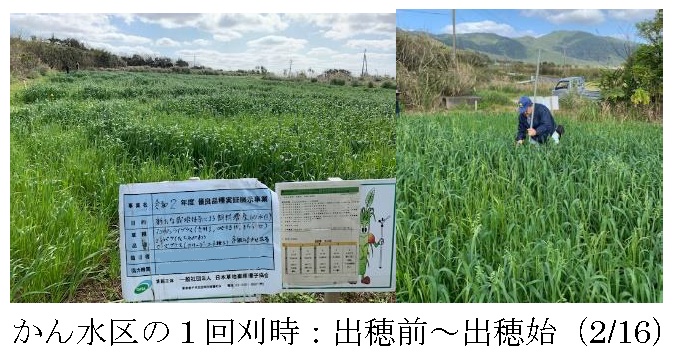 エンバク+イタリアンライグラス|たちあかね+はやまき18