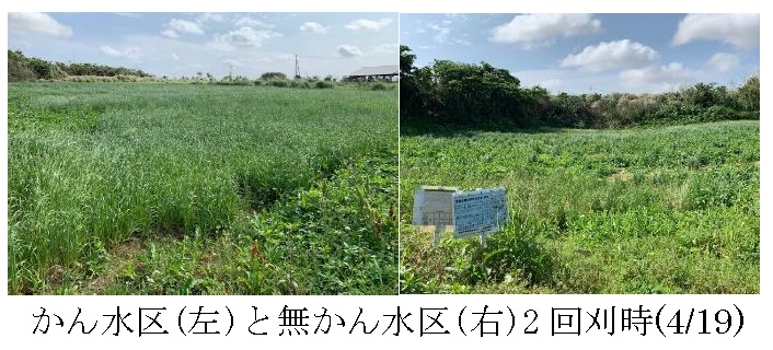 エンバク+イタリアンライグラス|たちあかね+はやまき18