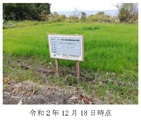 イタリアンライグラス|きららワセ