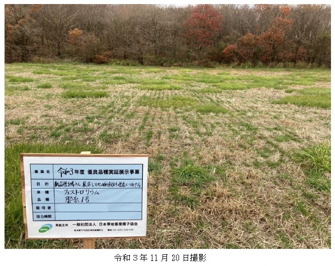 フェストロリウム|那系1号