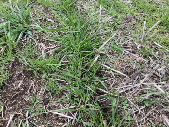 フェストロリウム|那系1号